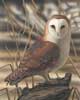 Barn Owl