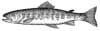 Bull Trout
