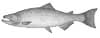 Chinook Salmon
