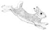 Cotton Tail Rabbit
