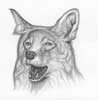 Coyote