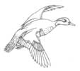 Green Winged Teal Drake