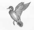 Drake Wood Duck