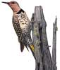 Flicker