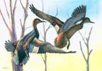 Gadwalls