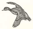Green Winged Teal Drake