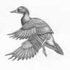 Hen Wood Duck