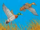 Mallards