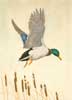 Drake Mallard