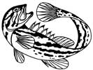 Mobius Grouper