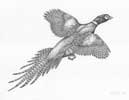 Ring-Necked Pheasant