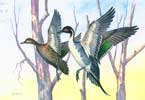 Pintails