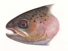 Rainbow Trout