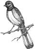 Rufous Sided Towhee