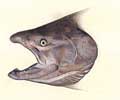 Chinook Salmon Head