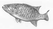 Smallmouth Bass