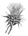 Star Thistle