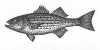 Striped Bass