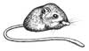Tipton Kangaroo Rat