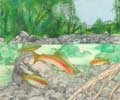Trout Stream