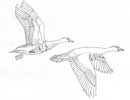 White Froned Geese