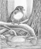Wood Ducks Study