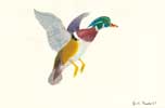 Drake Wood Duck