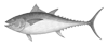 Yellowfin Tuna
