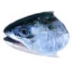 Landlocked Coho Salmon
