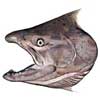 Chinook Salmon illustration by Jack