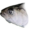 Shad Fishing Tips & Techniques